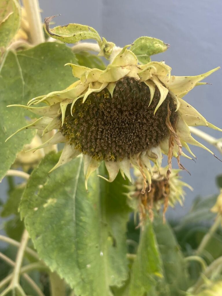 08-Joseane Leonel-Girassol