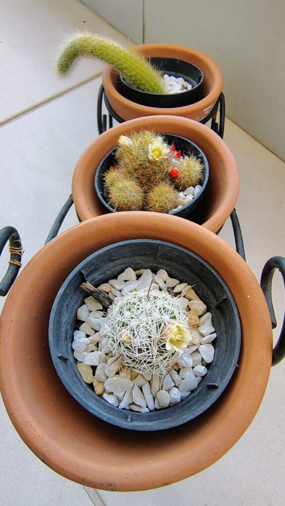 19-Fernanda Milanez-Cactos