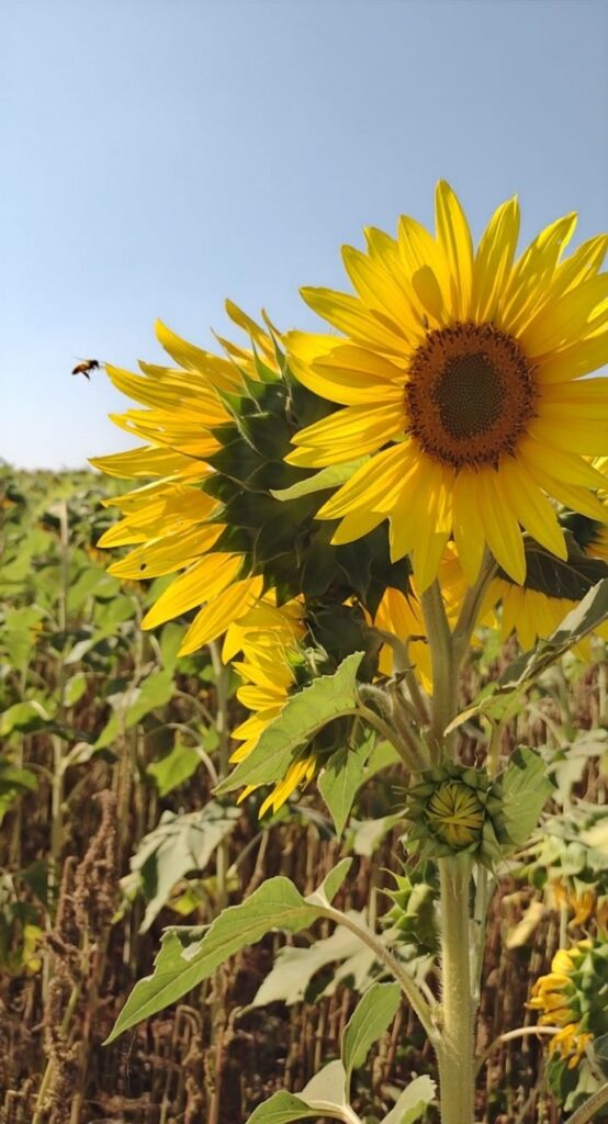 20-Fernanda Milanez-Girasoes